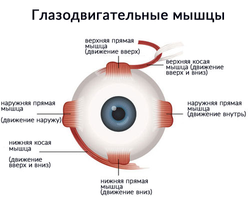 глазные мышцы