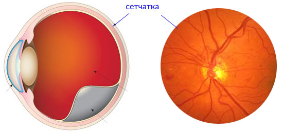retina desc