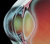 Хрусталик - функции в глазу и заболевания